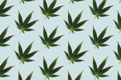 CBD benefits: Big beautiful green leaf of marijuana close up