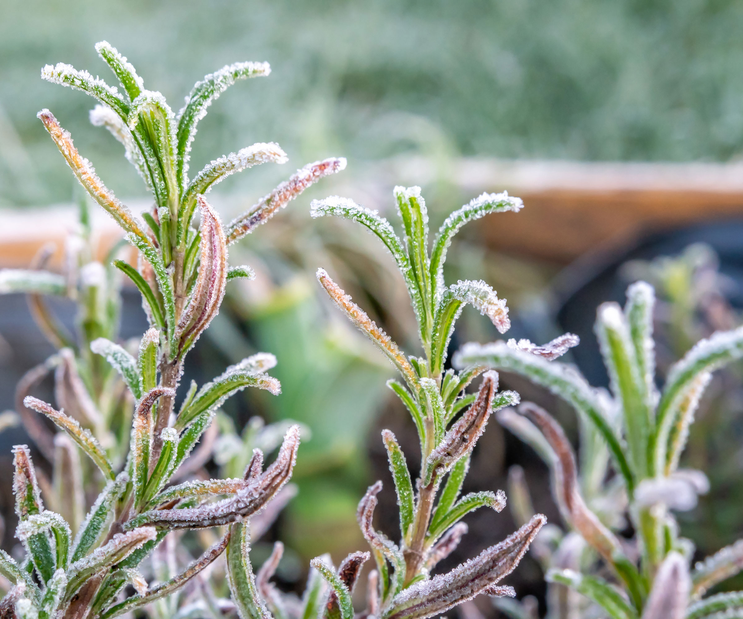 rosemary plant with brown tips covered in frost
