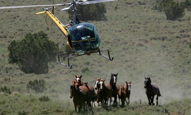 Wild horses rounded up