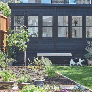 Cat walking next to navy blue painted wooden garden room behind raised beds filled with soil and potted plants