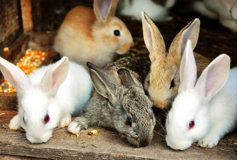 baby rabbits eating