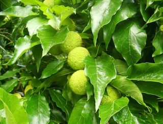 Osage Orange Tree Live Plant Hedge Apple Plant Osage Oranges Plant Hedge Apples Plant 12 to 16 Inch Tall - No Ship Ca