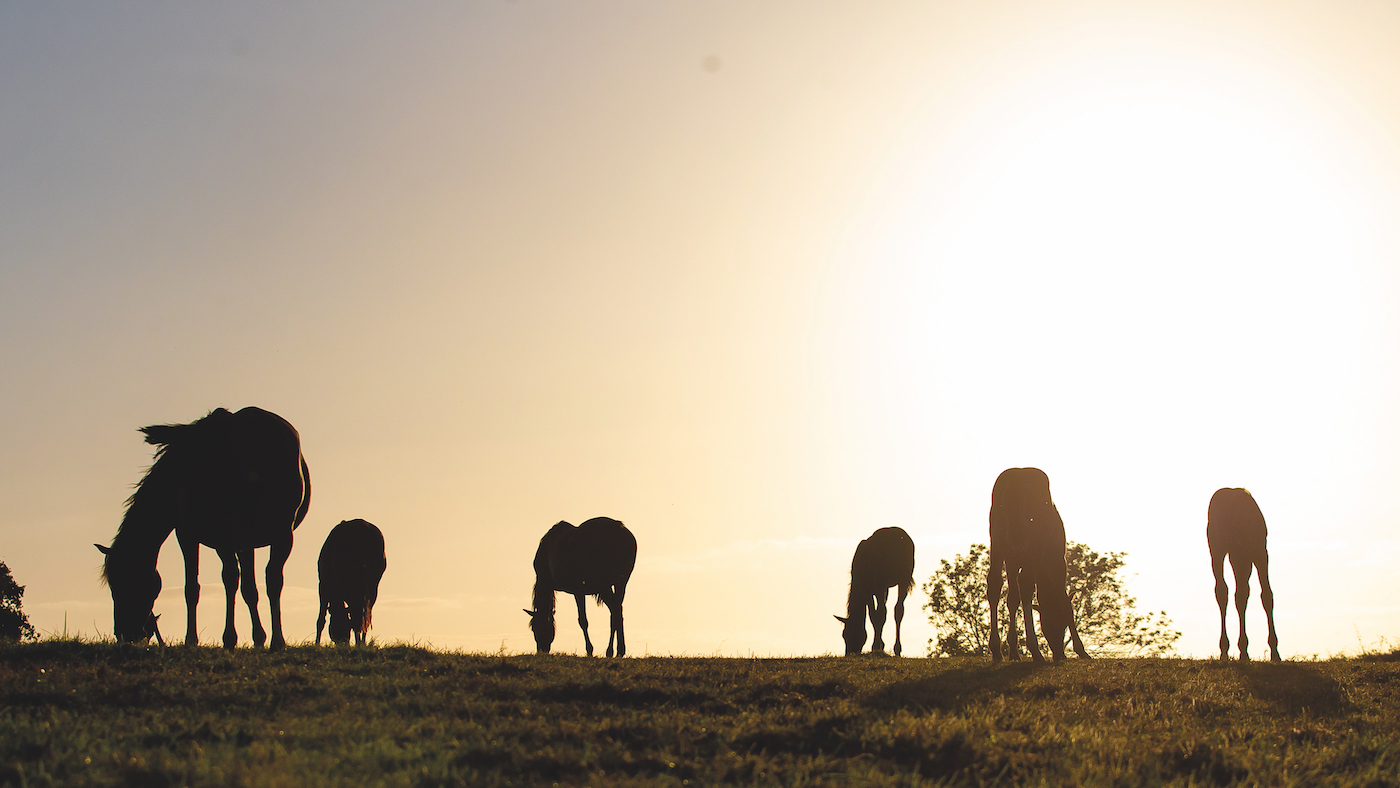 HAH00.lb_FOALSTOCKSHOOT.FOAL_STOCK_SHOOT_BOOTS_AND_HOOVES_FUTURE_OWNS20240809_0995.jpg