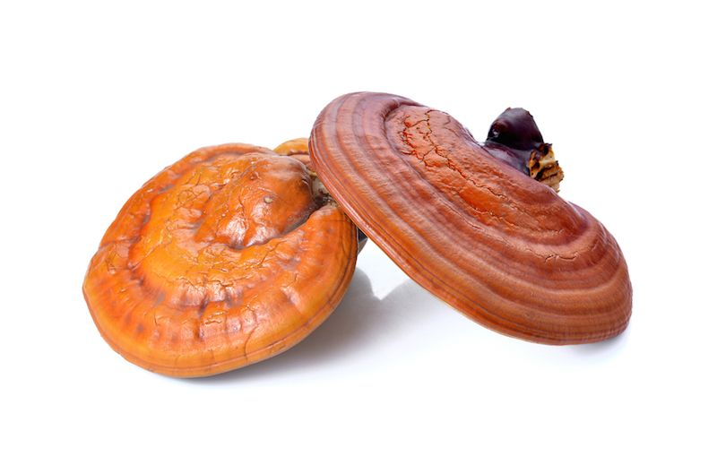 The Lingzhi mushroom (Ganoderma lucidum)