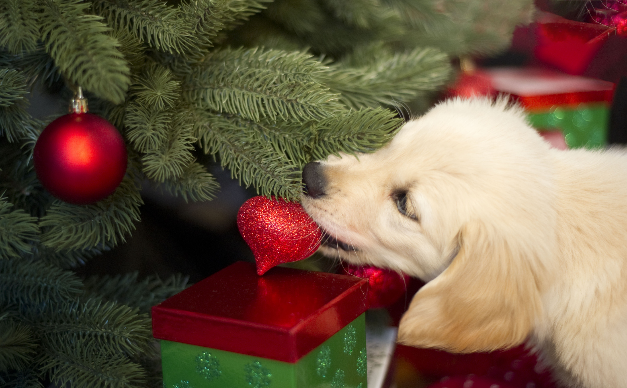 a dog tugging an ornament off a Christmas tree