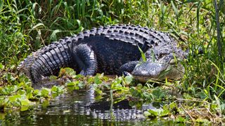 Most unusual pets - Alligator