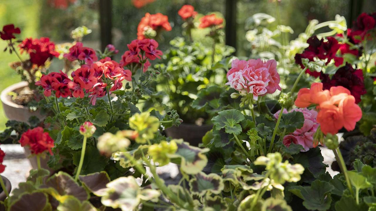 potted pelargoniums