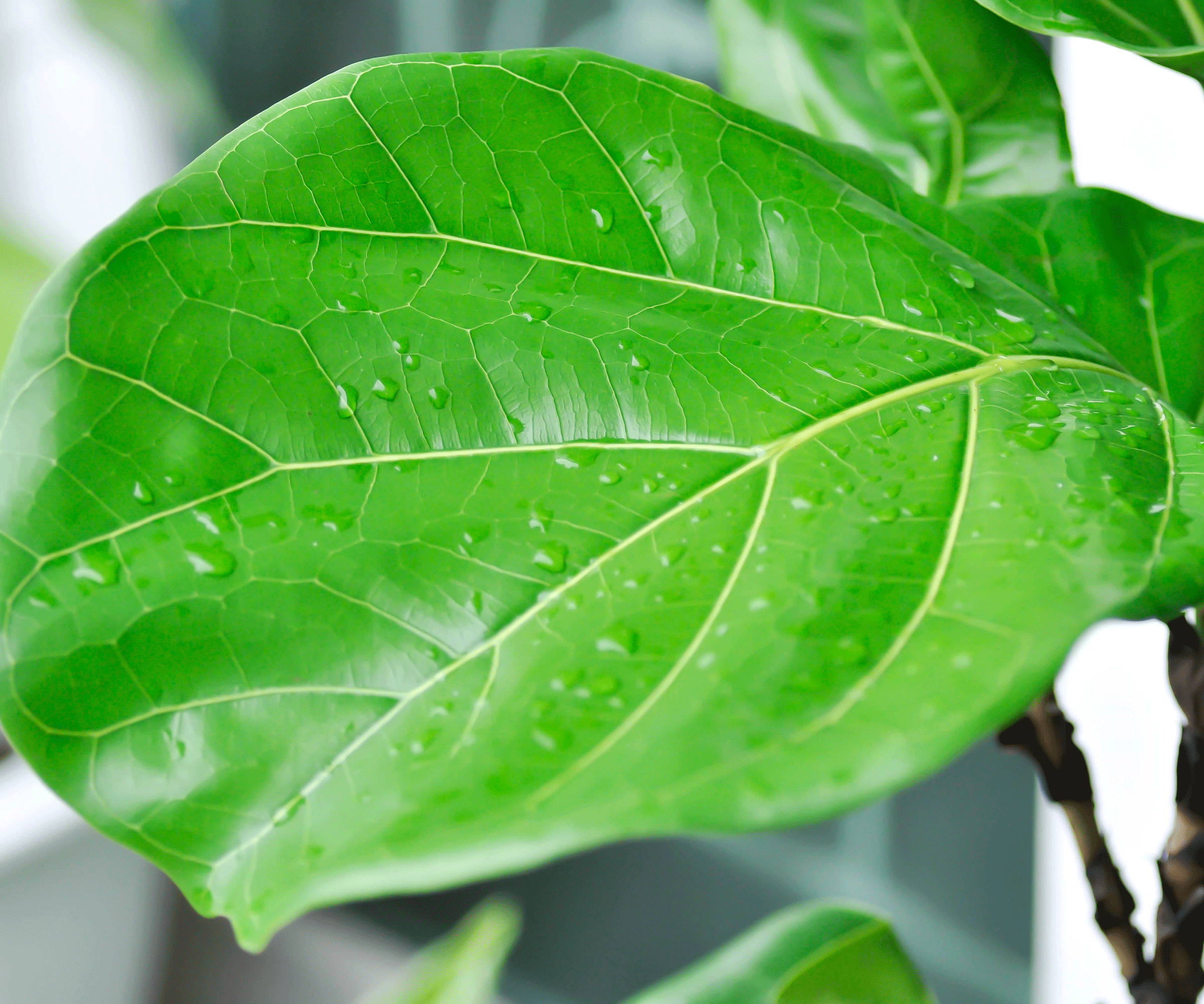 fiddle leaf fig leaf with water droplets