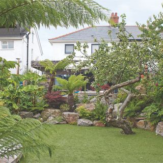 Lawn area of garden surrounded by ferns, palm trees and olive trees and rockery with house beyond