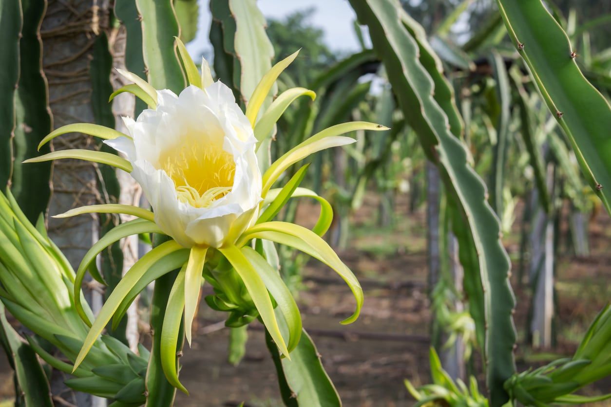 Flower Blooming On Pitaya Plant