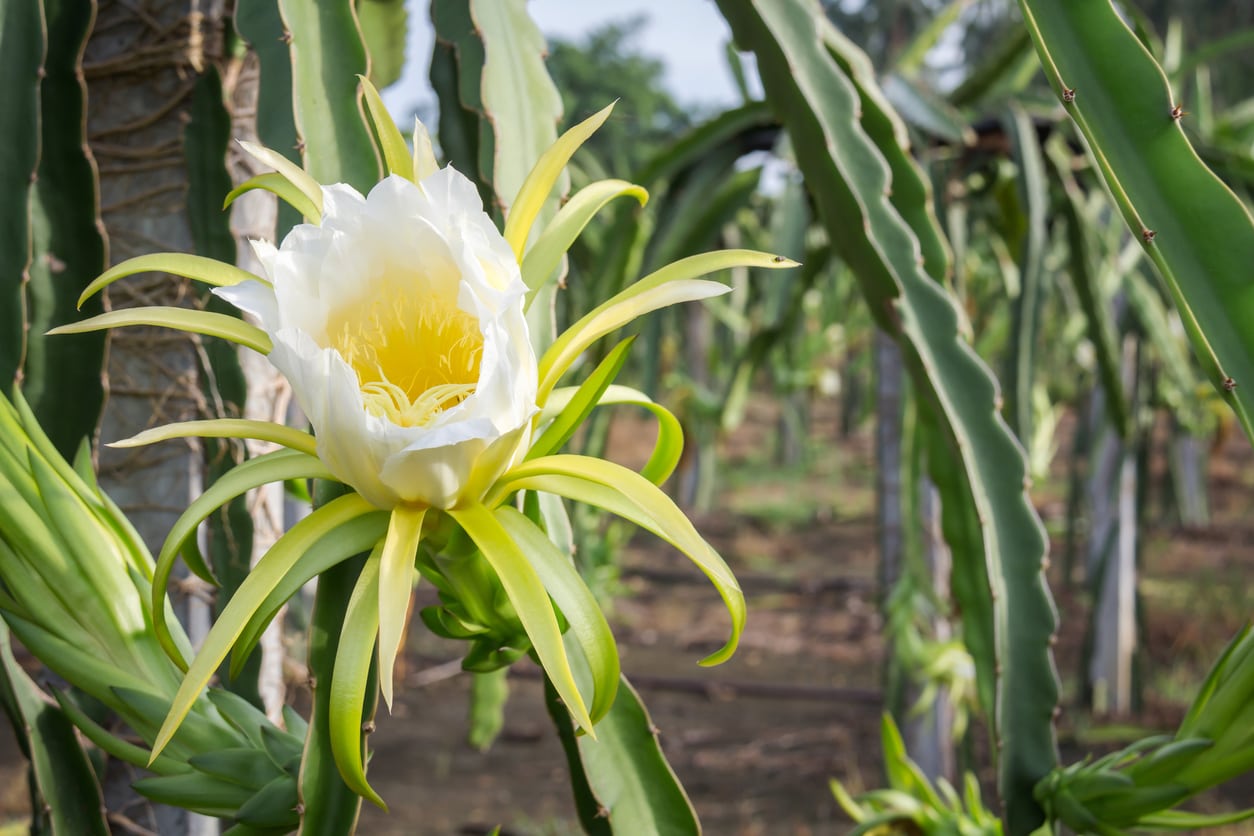 White Dragon Fruit Plant - Fruiting Cactus Vine