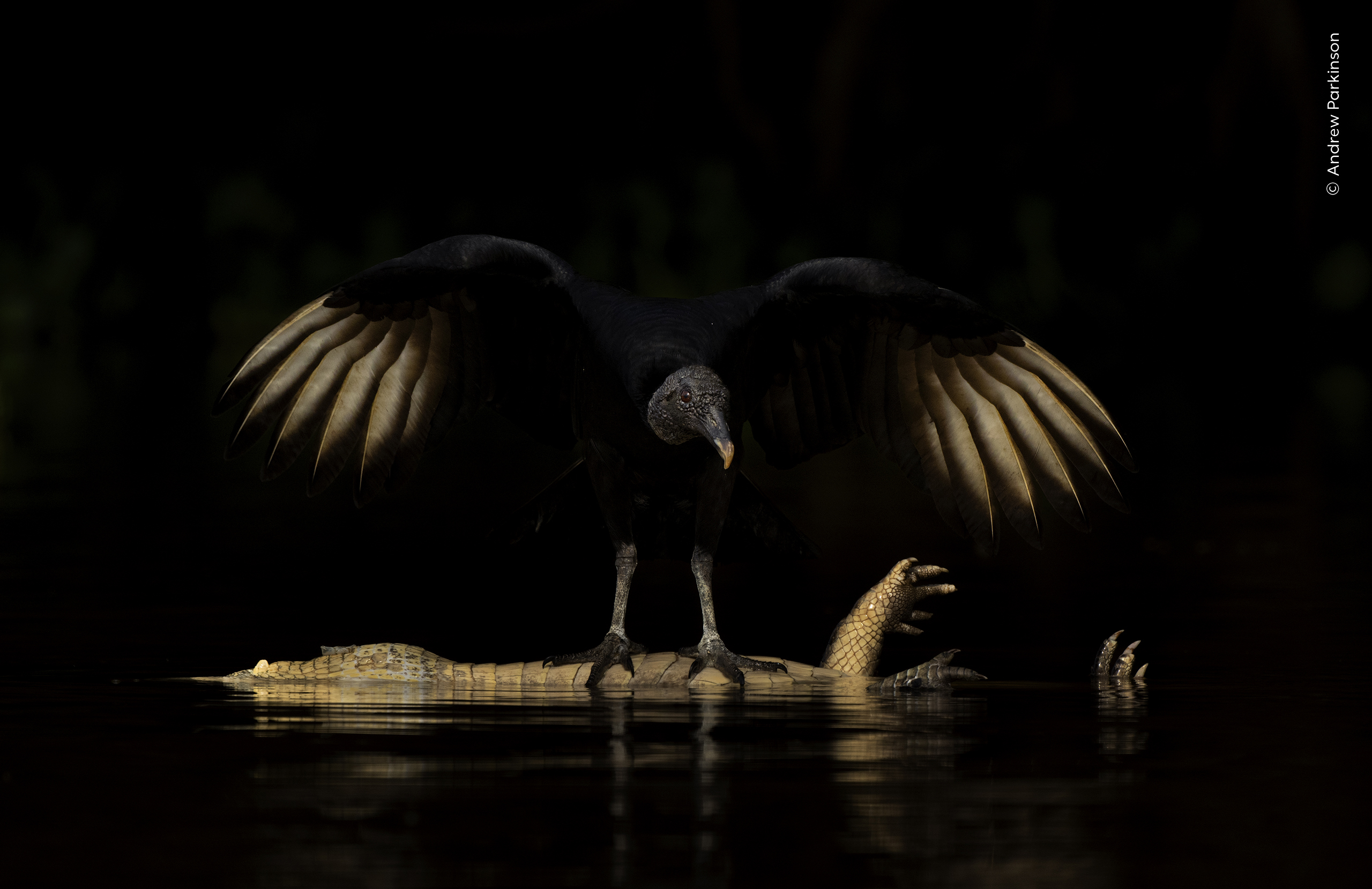 Black vulture with outstretched wings perched on a crocodile floating in dark, reflective water