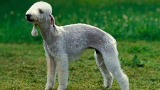 unusual dog breeds bedlington terrier