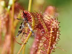 An unfortunate insect stuck on the sticky leaves of a great sundew.