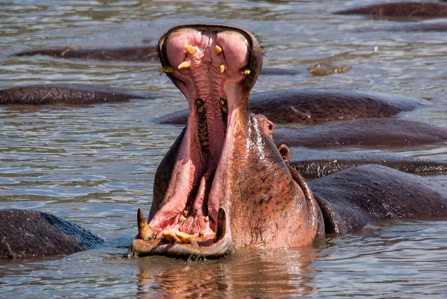 Hippos have big teeth. Don&#39;t mess with them.
