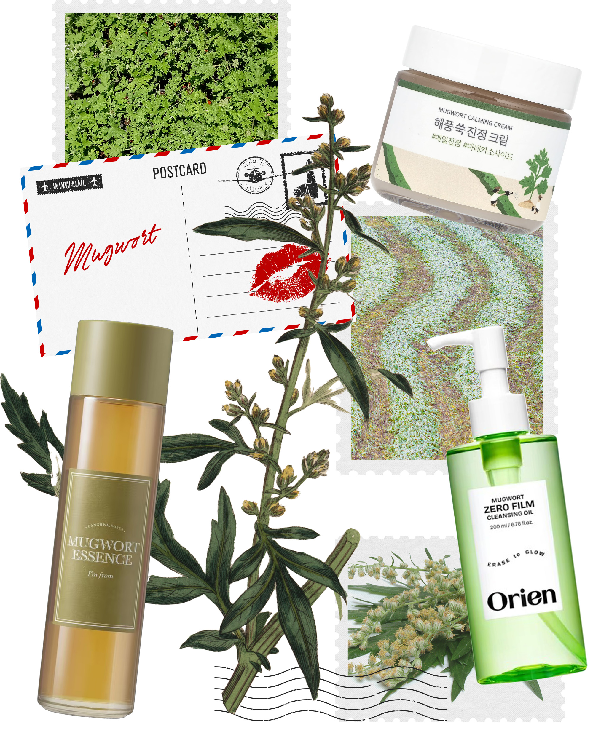 Mugwort skincare collage