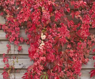 Wooden fence covered with virginia creeper in autumn with red leaves