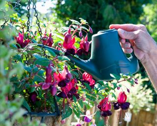 fuschias in hanging basket with watering can