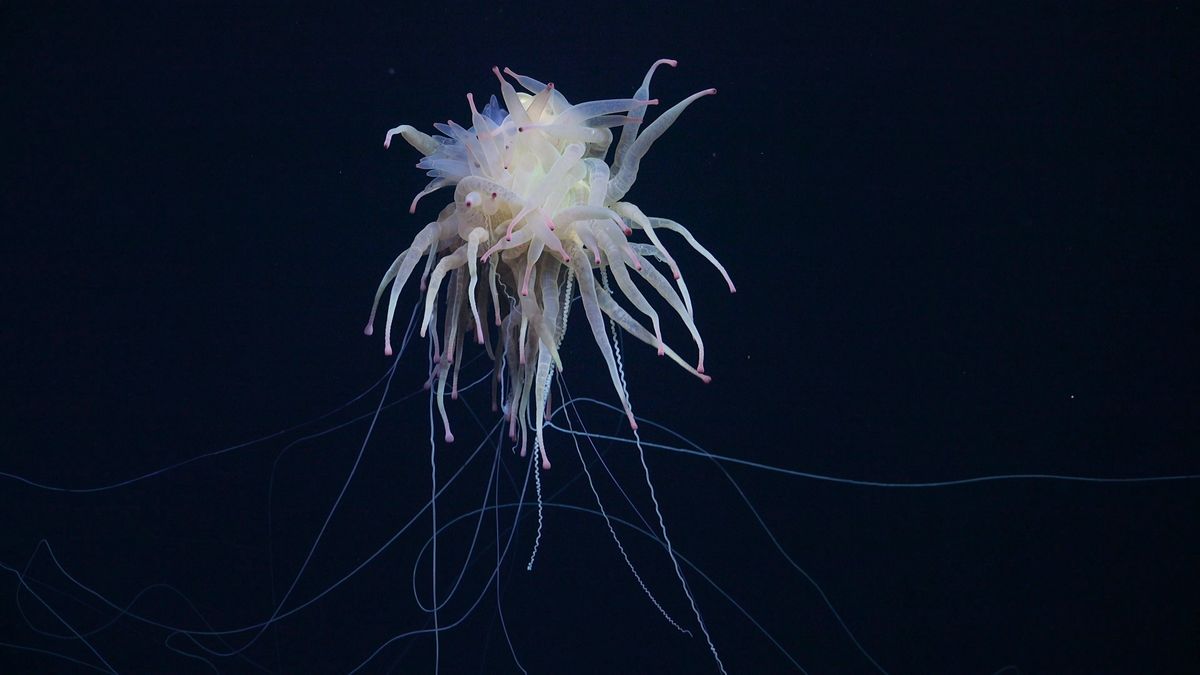 Watch ‘spaghetti monster’ with dozens of pink-tipped sausage legs swimming near Nazca Ridge