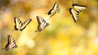 Researchers filmed butterflies at over 1,000 frames per second. The results suggest butterfly wings aren&rsquo;t just pretty; they&rsquo;re optical illusions