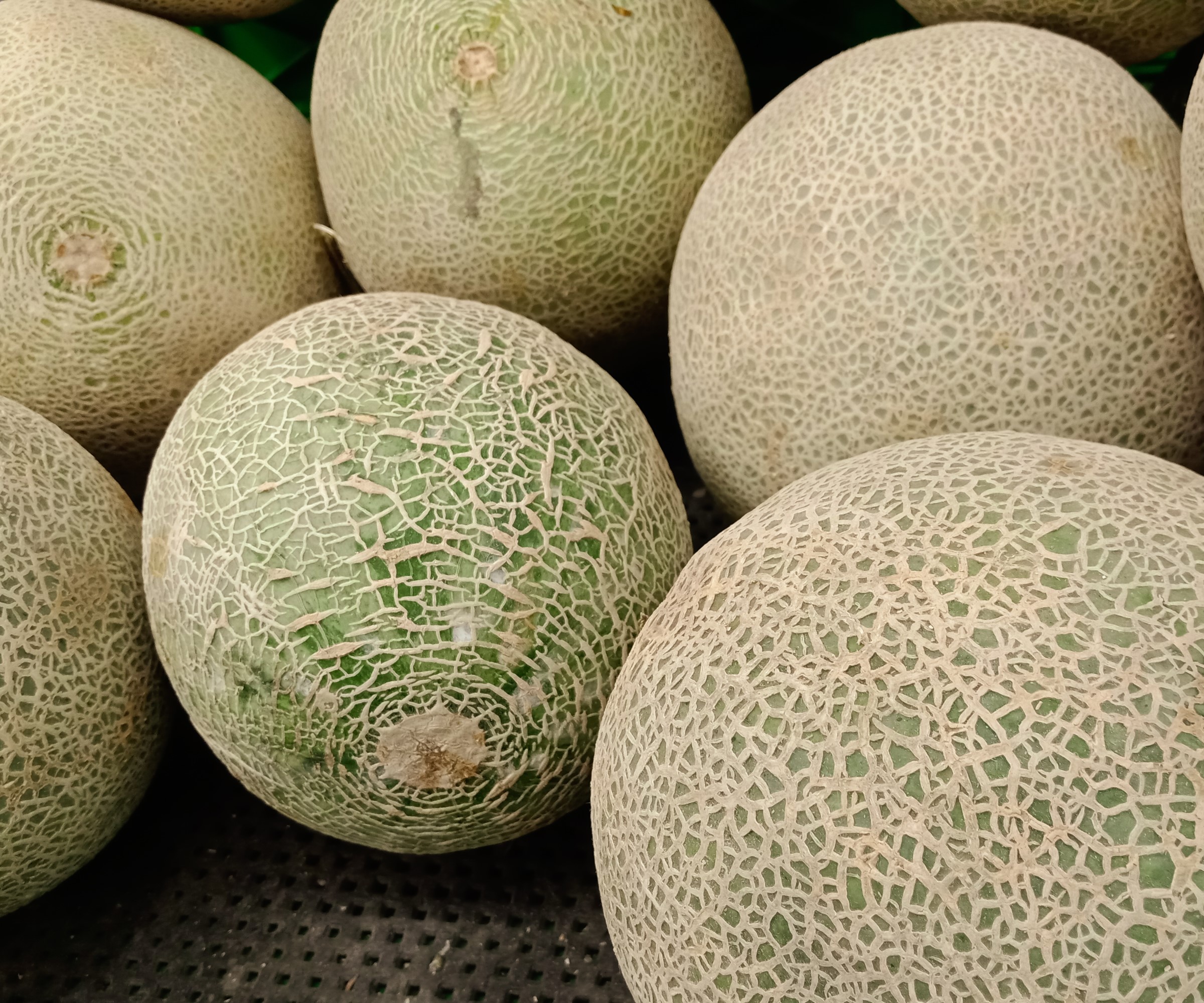 Honeydew melons