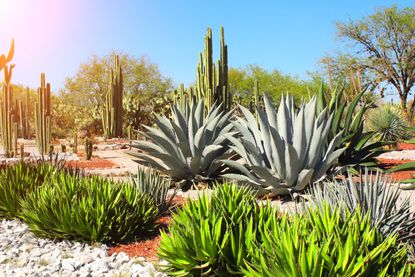 Different Agave Plants in Desert
