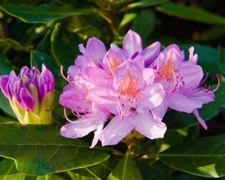 pink flowers of a rhododendron