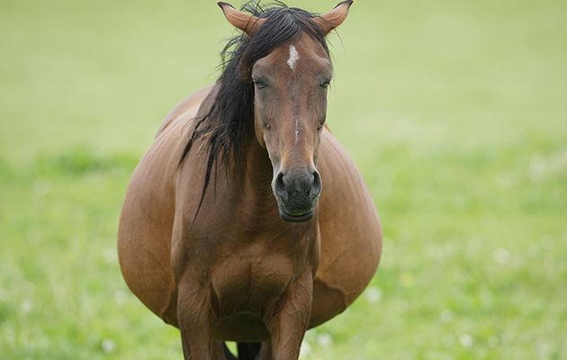 English Thoroughbred horse. Pregnant mare