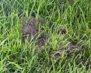 Close up of ants nest with a mound of black dirt in a lush healthy green lawn