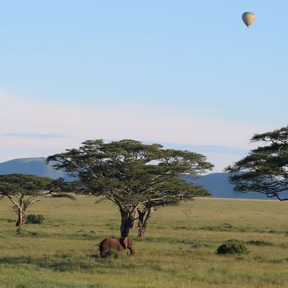 Balloon safari in Tanzania
