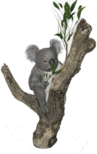 Koala Google Search