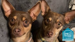 Two rescue dogs from Grateful Dog Rescue