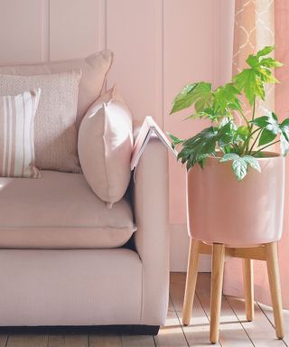 Houseplant in a large planter, a sofa, cushions and pink wall panelling in a living room.
