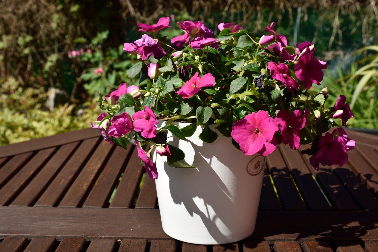 Potted Impatiens Plant On Deck