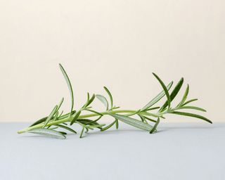 how to get rid of fleas - a sprig of rosemary - unsplash