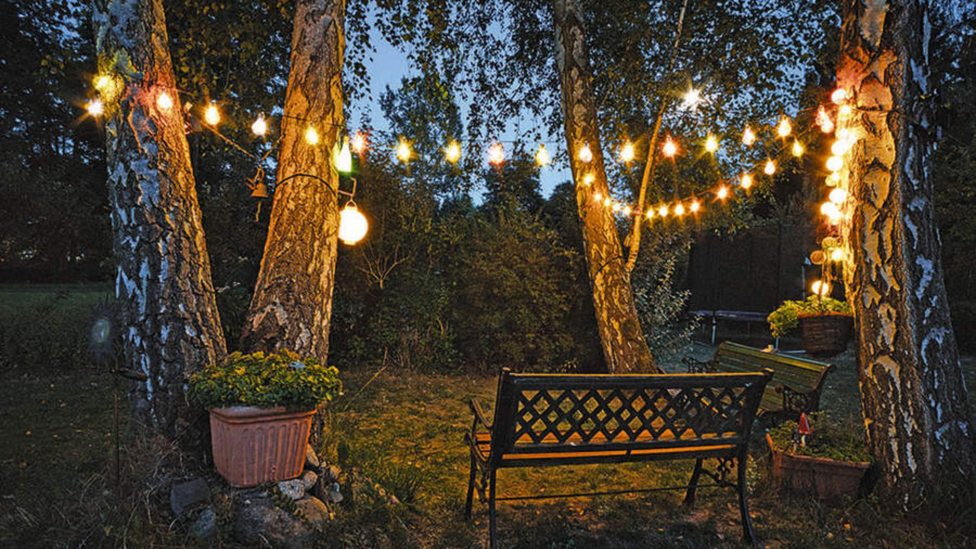 Grassy backyard lawn featuring a pair of garden benches underneath several tall trees softly aglow with outdoor string lights