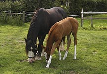 fostermare-foal.jpg