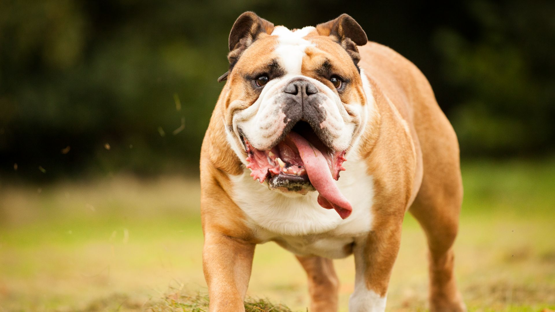 English Bulldog standing outside