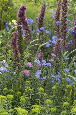 herbaceous border in full bloom – supporting plants