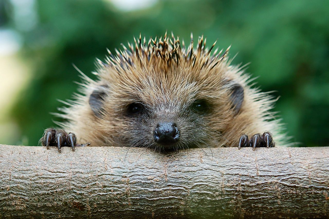 A European hedgehog, likely cowering from an advancing robotic lawnmower.