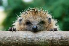 A European hedgehog, likely cowering from an advancing robotic lawnmower.