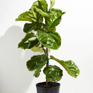  Lively Root Fiddle Leaf Fig plant in black pot