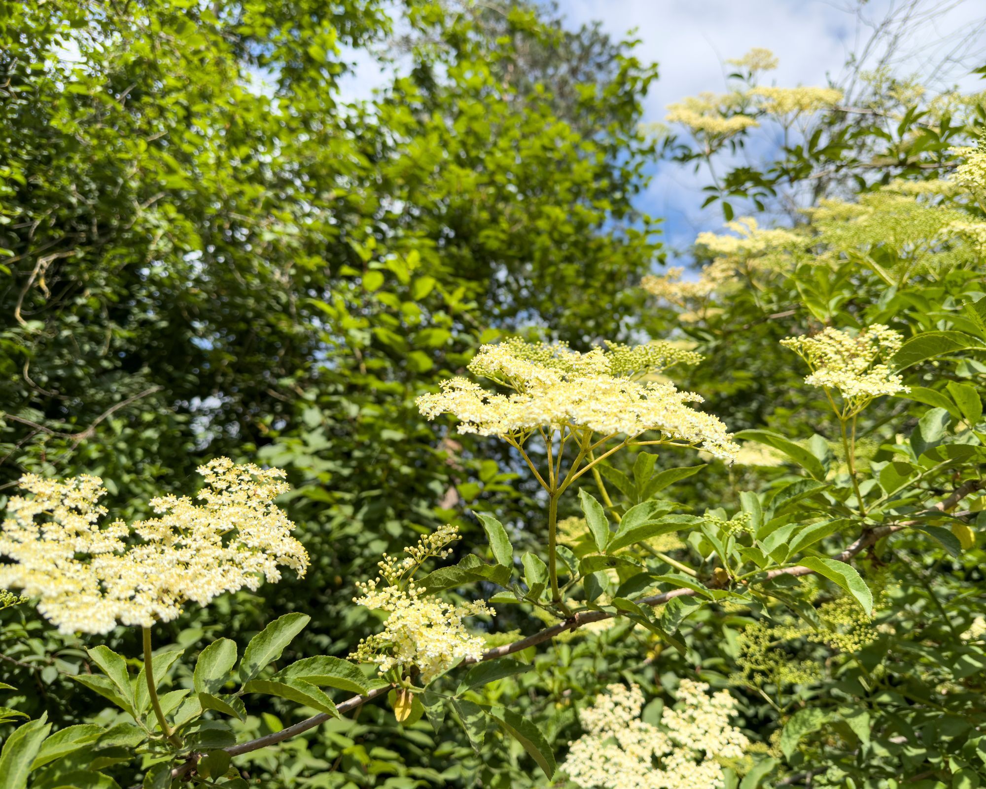 Elderflower plant