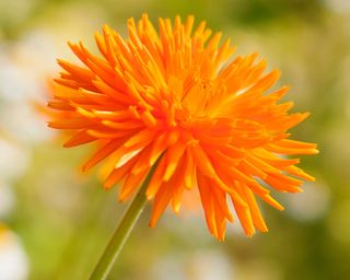 Calendula Orange Porcupine is brilliant orange with interesting petals