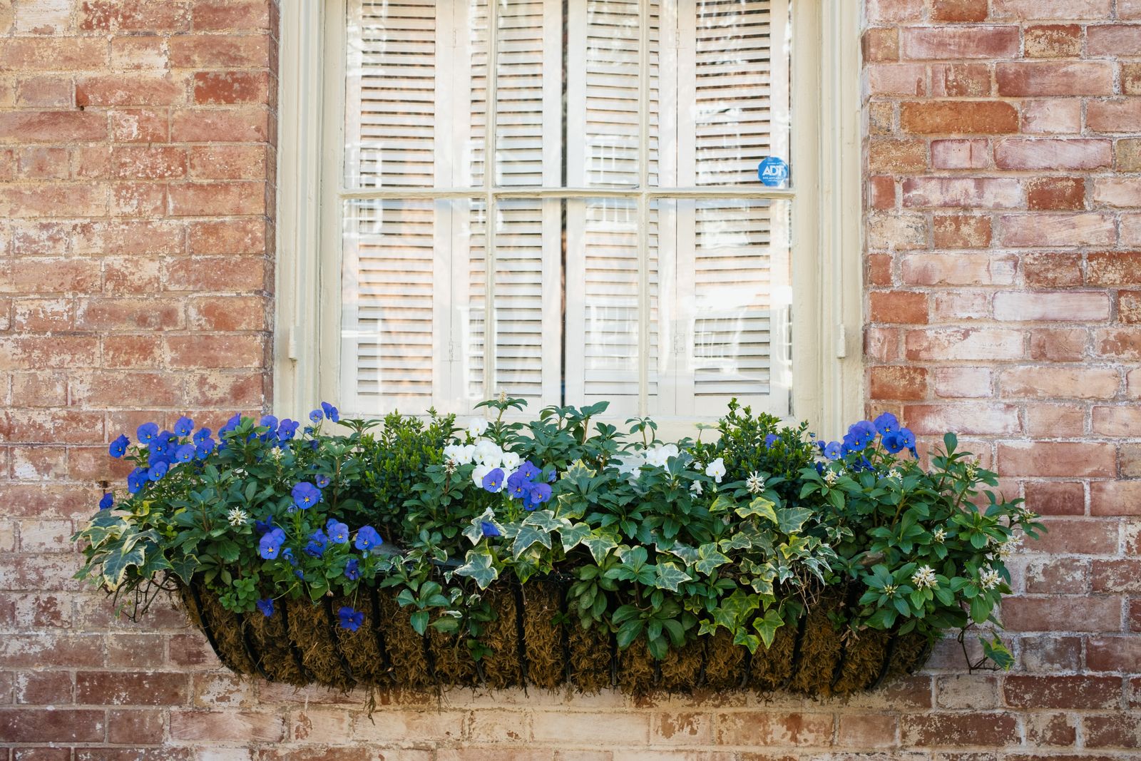 Best Flowers for Window Boxes — 6 Lively Blooms Experts Love | Livingetc