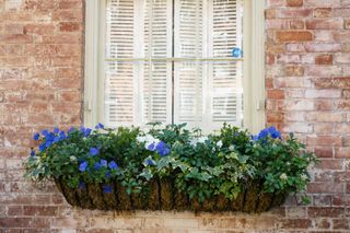 Close-up of window box decorated with pansies