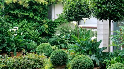 evergreen garden with Standard bay balls Zantedeschia 