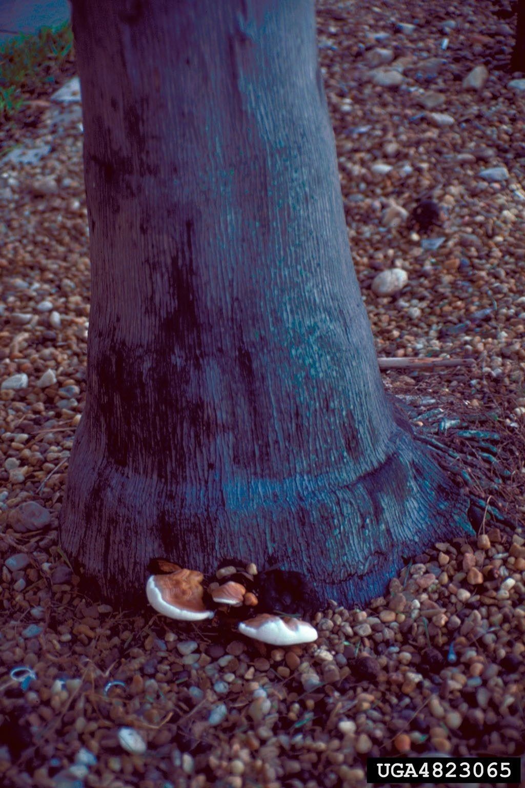 Palm Tree Trunk Disease On Base Of Tree