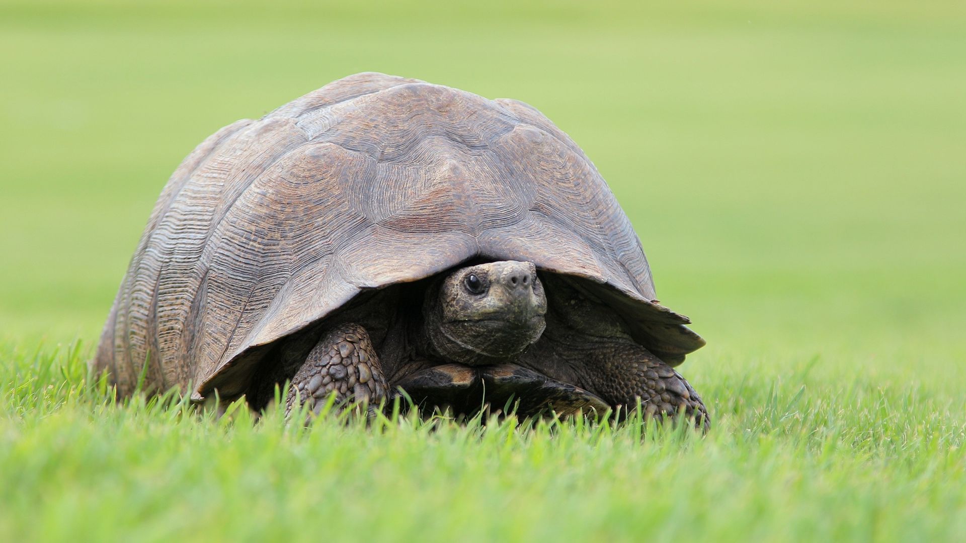 A large turtle on green grass.