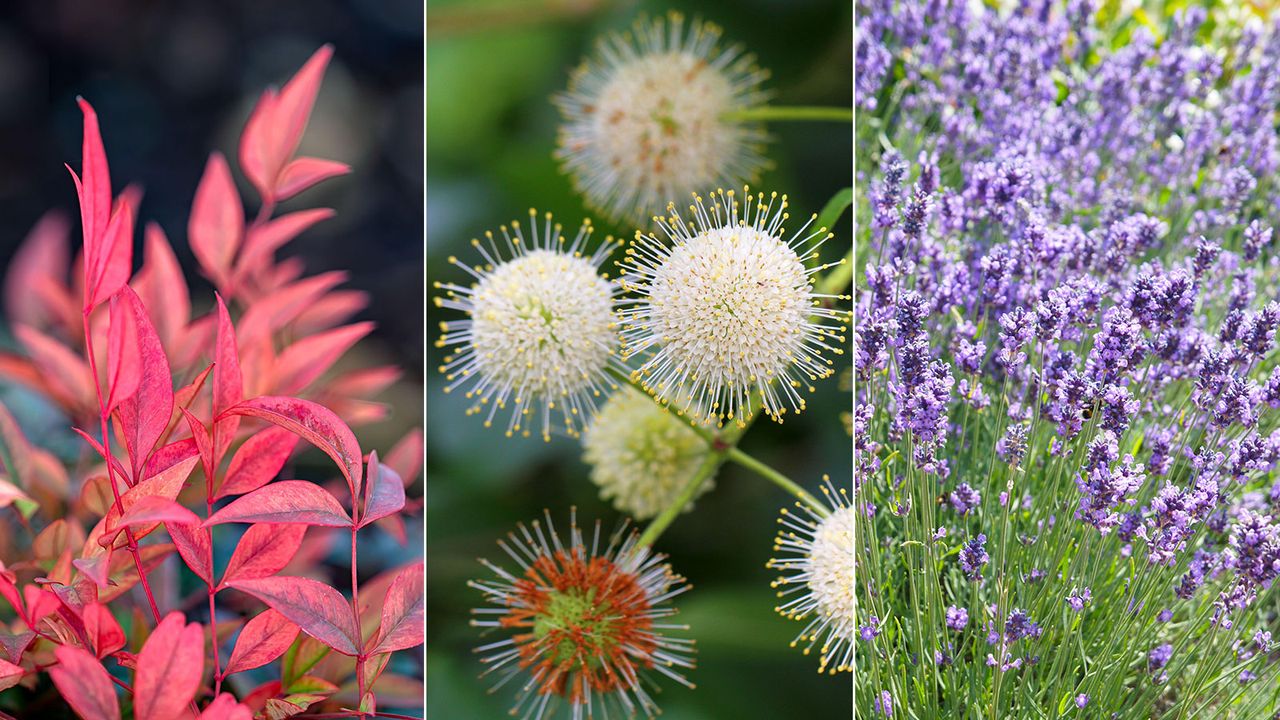 Heavenly bamboo; buttonbush; lavender